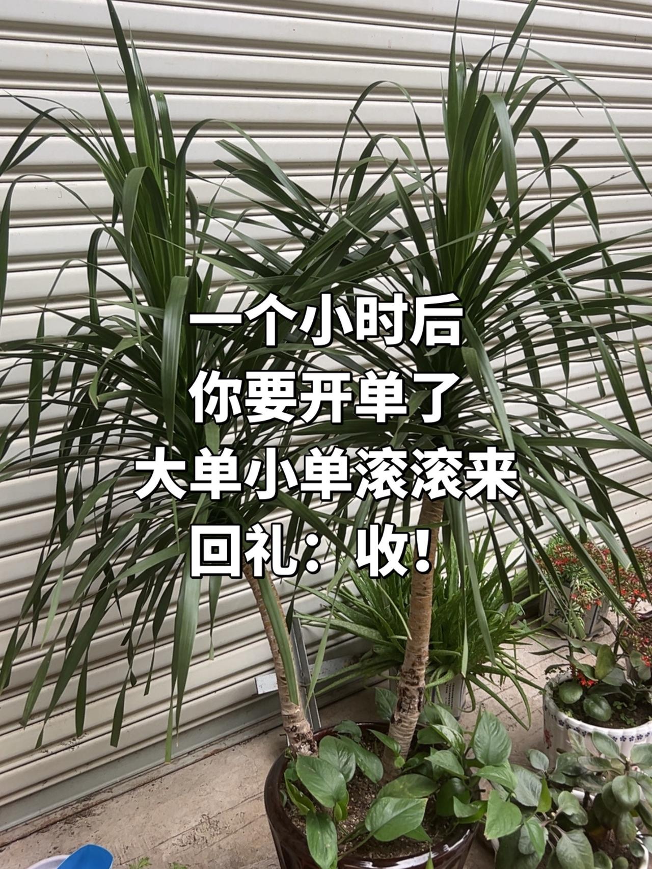 绿植