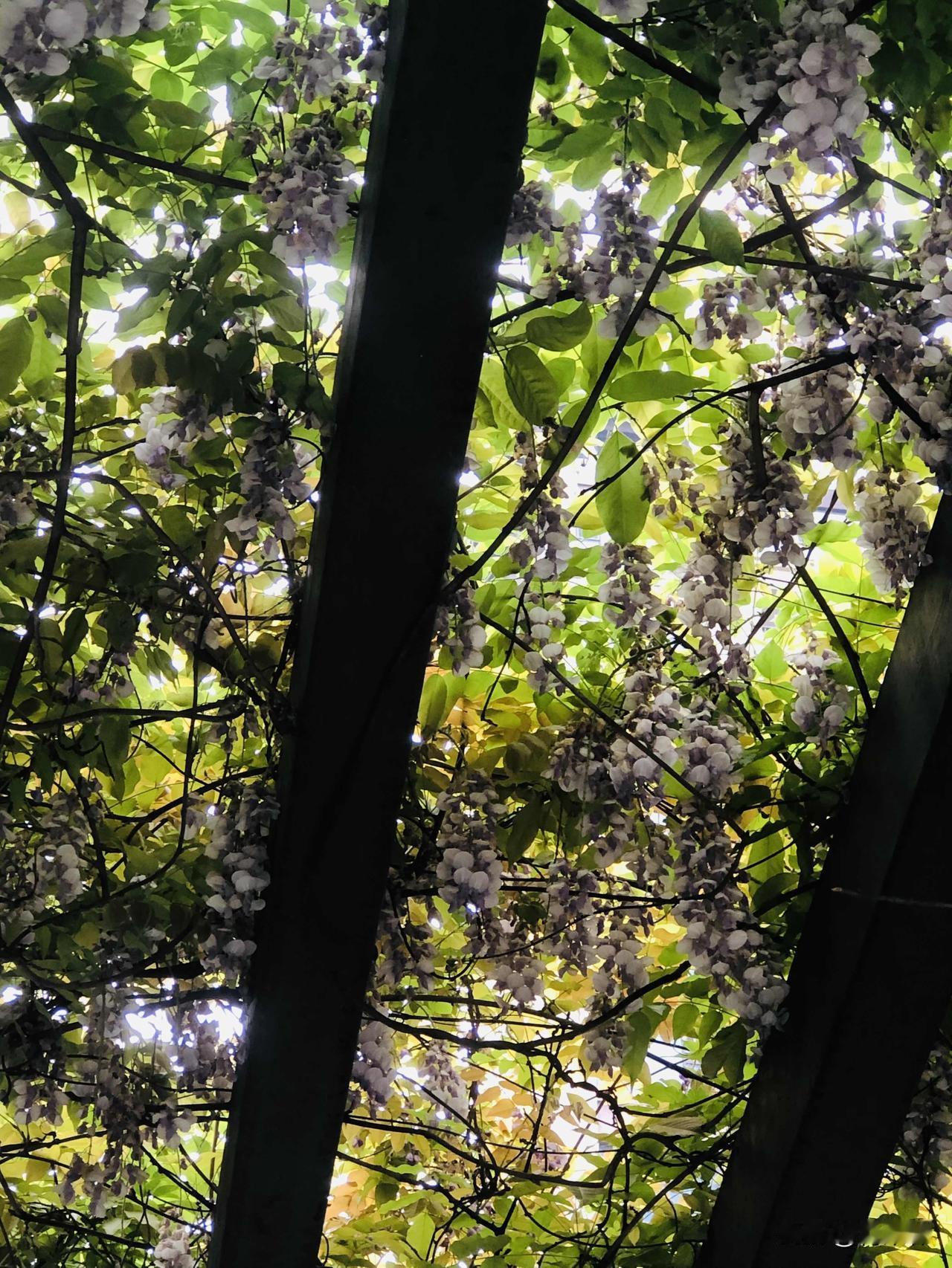 发一张你相册最近拍的花小区廊架的紫藤开疯了！抬头就是一帘紫雾，真的被这满架的紫给