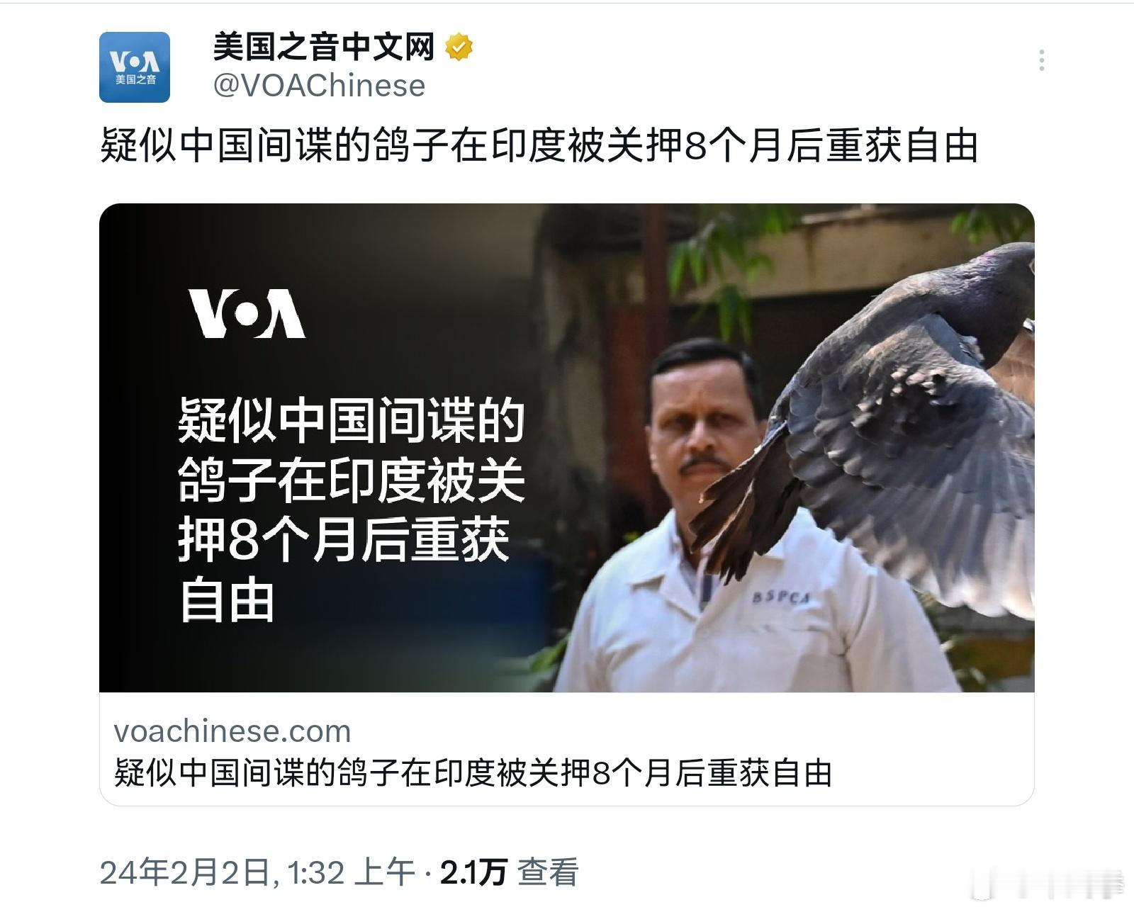 疑似中国间谍的鸽子在印度被关押8个月后重获自由！        2023年5月份