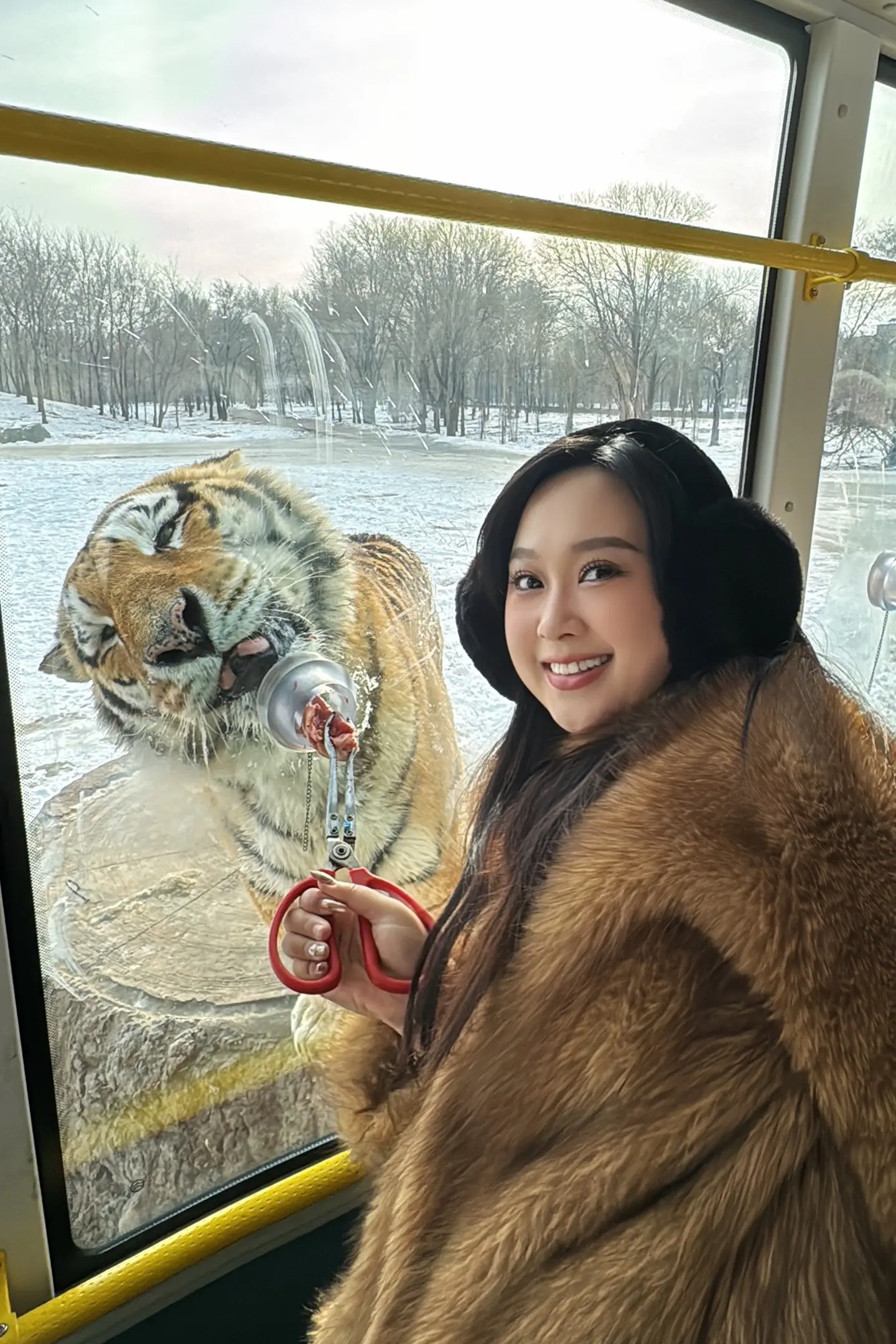 来哈尔滨投喂我朋友了🐯