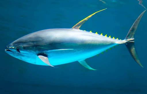 金枪鱼一生都在游泳，1小时狂飙80公里，不是它勤快，是因为它一停下来，哪怕游慢一