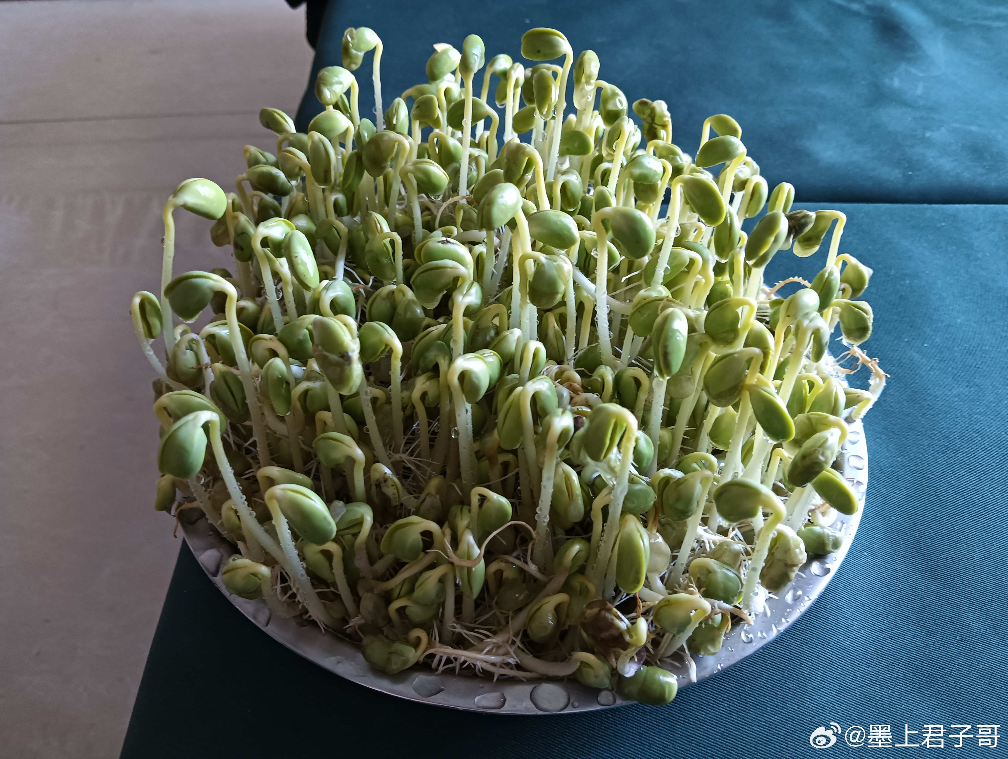 自己发的黄豆芽哈哈哈哈 