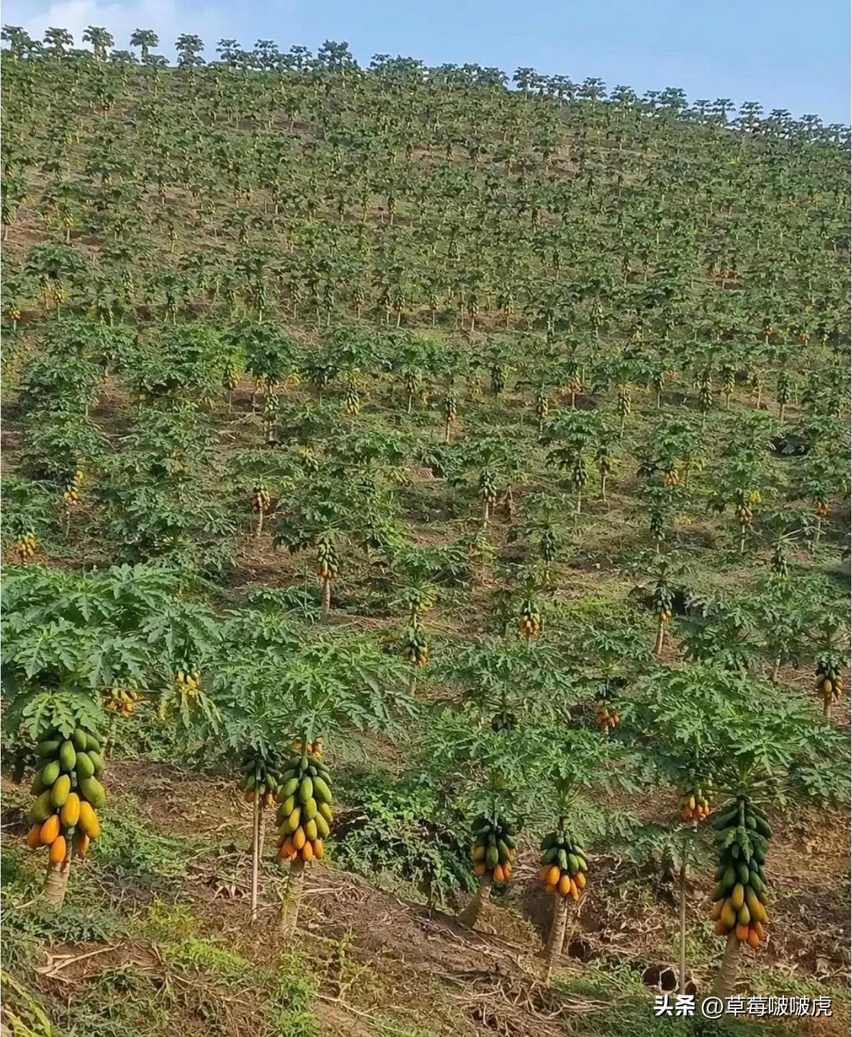 不得不说，这种水果，估计北方人名字都叫不出来！[赞][捂脸][捂脸][捂脸]