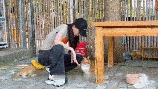于文文见大橘被虐后仍摇尾巴被于文文的善意狠狠戳中！小院里的爱心人把生活都搭进去了
