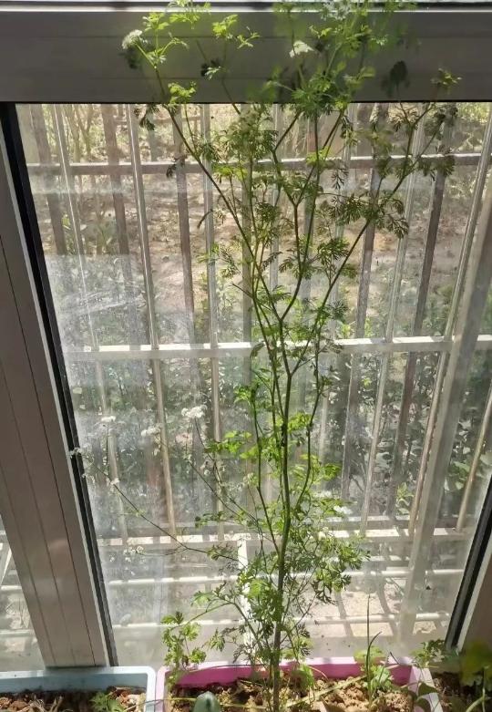 一根香菜吃5个月、纸箱当床头柜！这对夫妇靠抠门，攒出了北京一套二环学区房！
北京