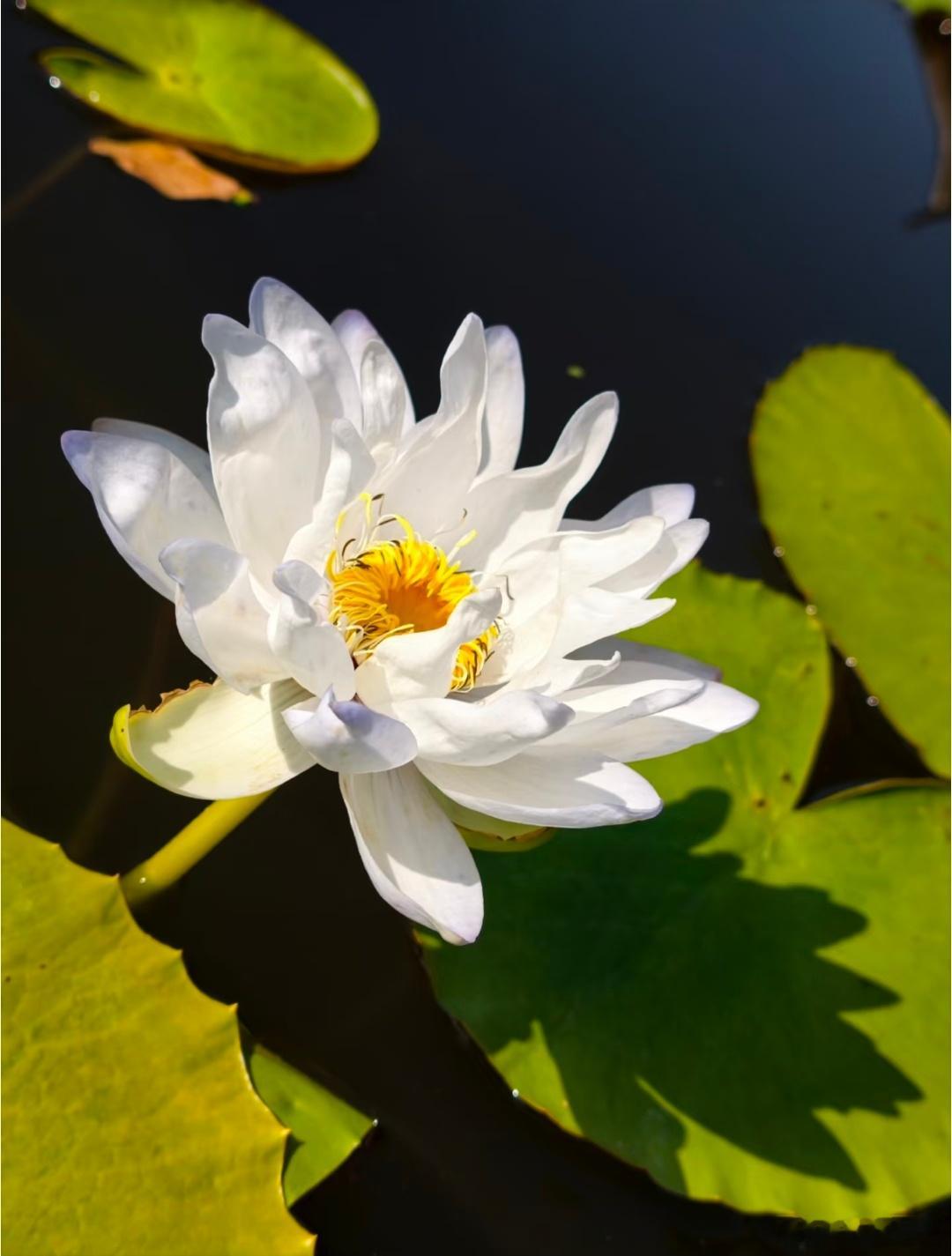 日行一善的力量每天做一件善事，一年365件善事每天三件，一年1000多件善事积少