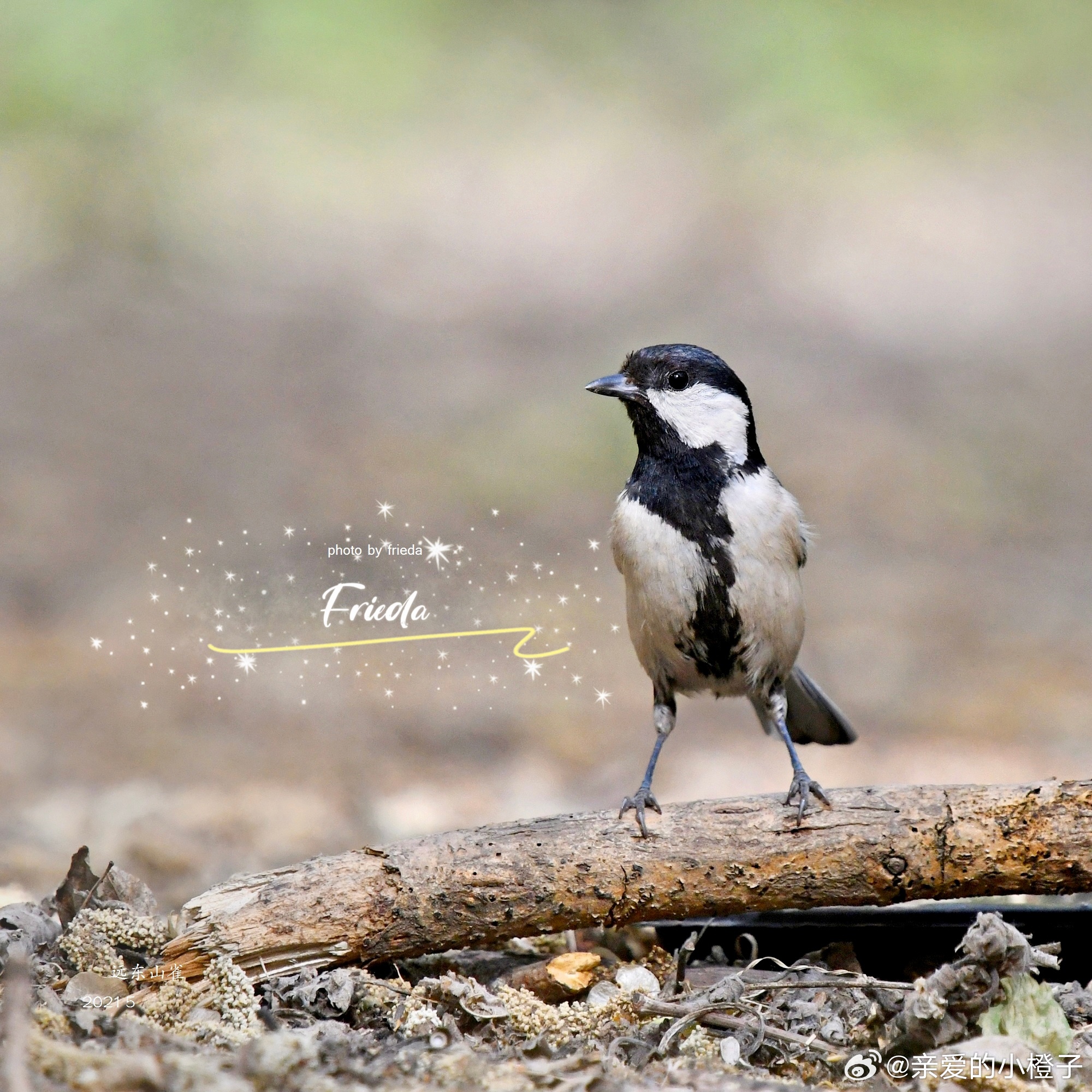 早上好！大山雀 Cinereous Tit 