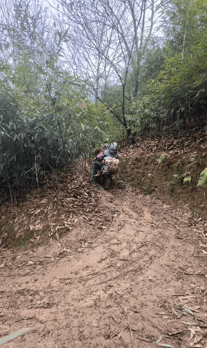 外网最火的云南山区视频，最开始，外国网友都在嘲笑山区人民住的如此困难，上下山如此