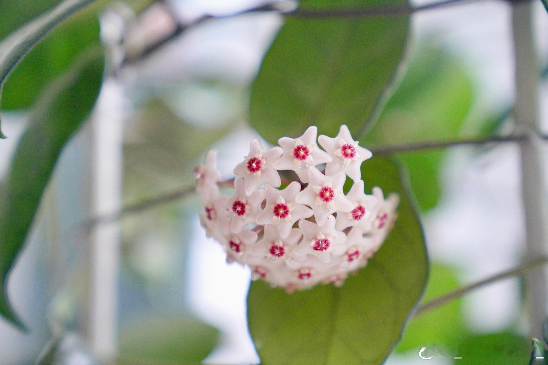 早~周末愉快[鲜花]☕ ​​​