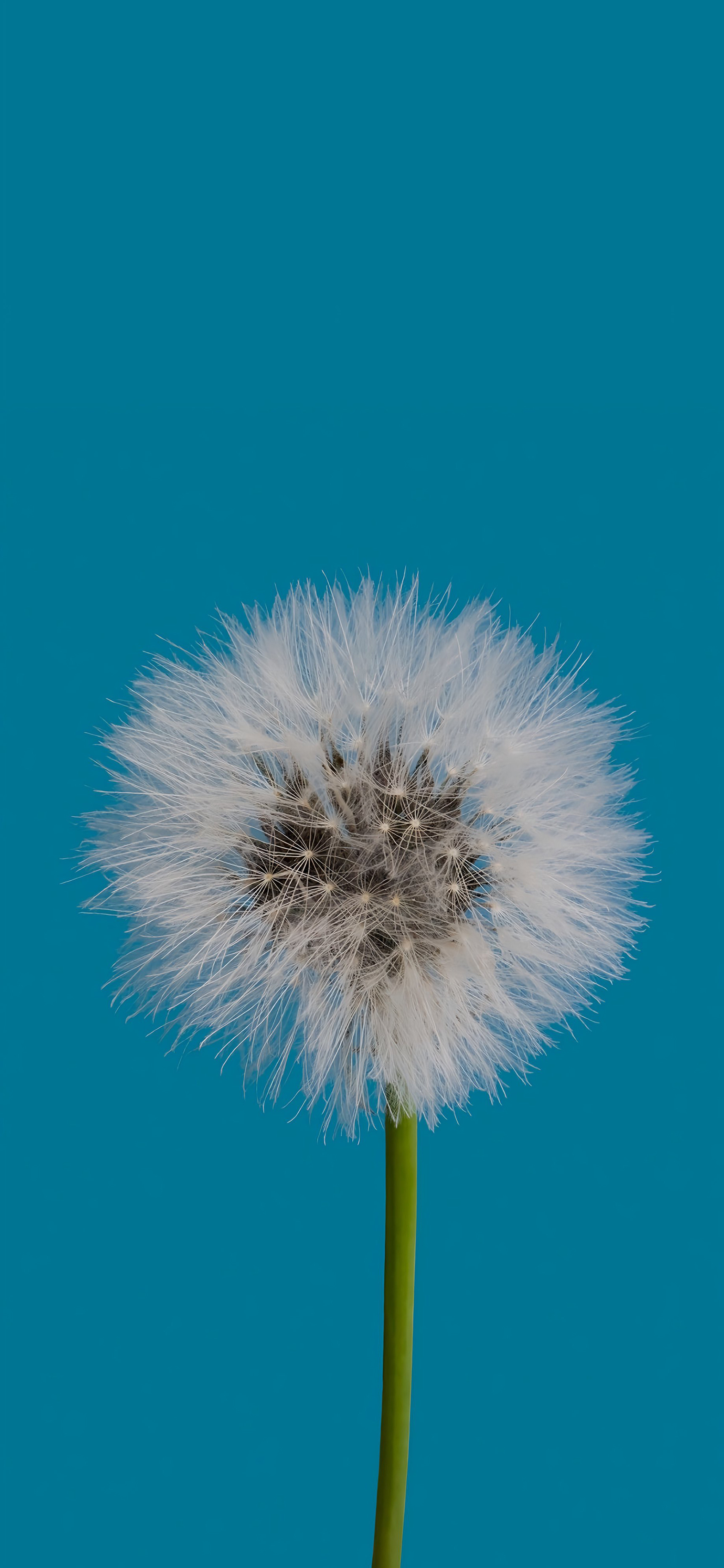 莱分享[超话] 今日 iPhone 壁纸分享 ​​​