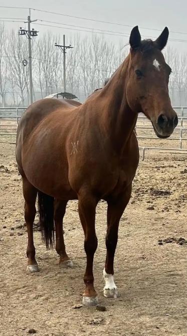 中国每年有470万匹马被屠宰，可是在国内几乎看不到有人吃马肉，这些马肉都去哪了？