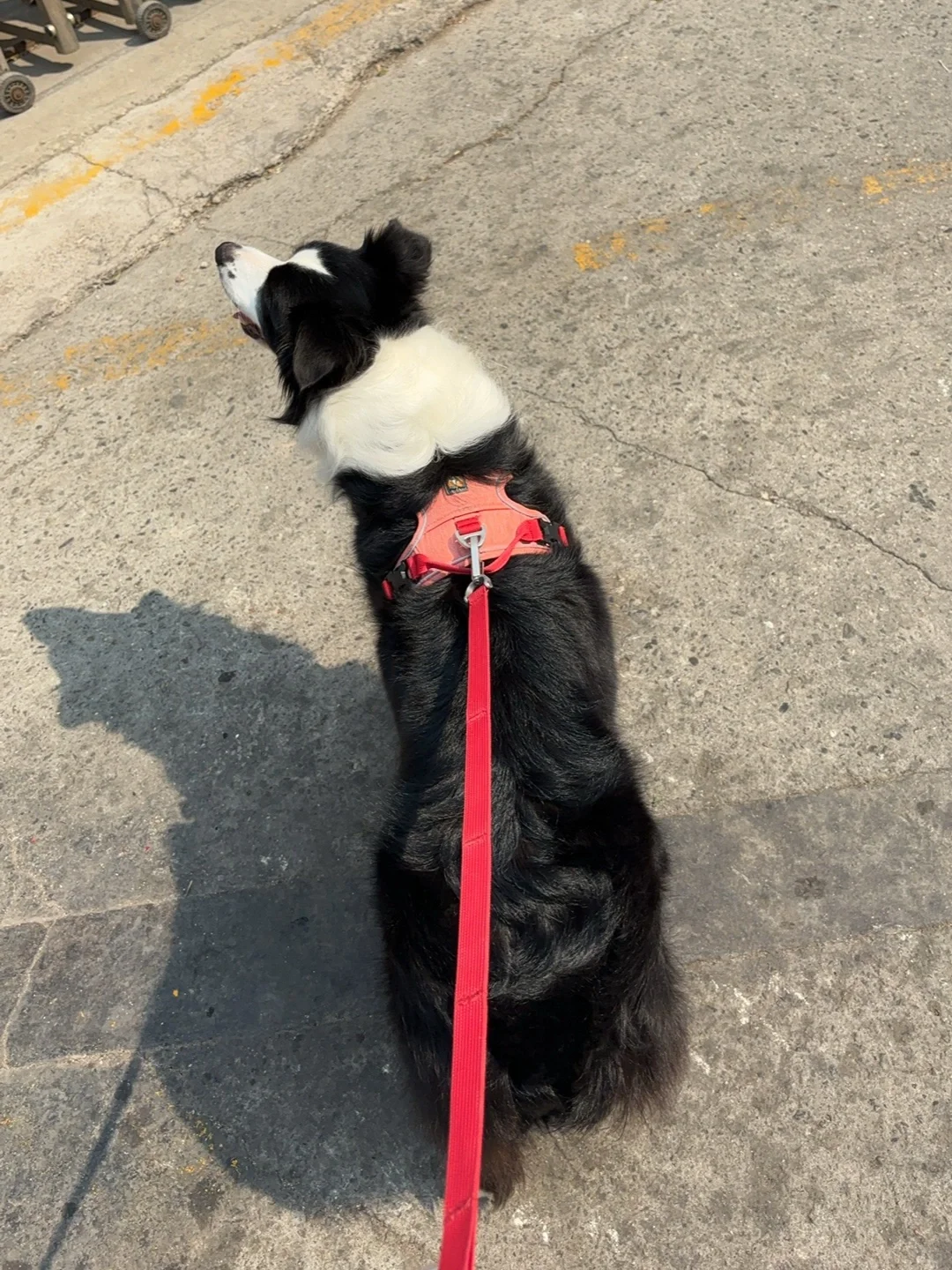 谁能帮我把小狗p到第一张图！