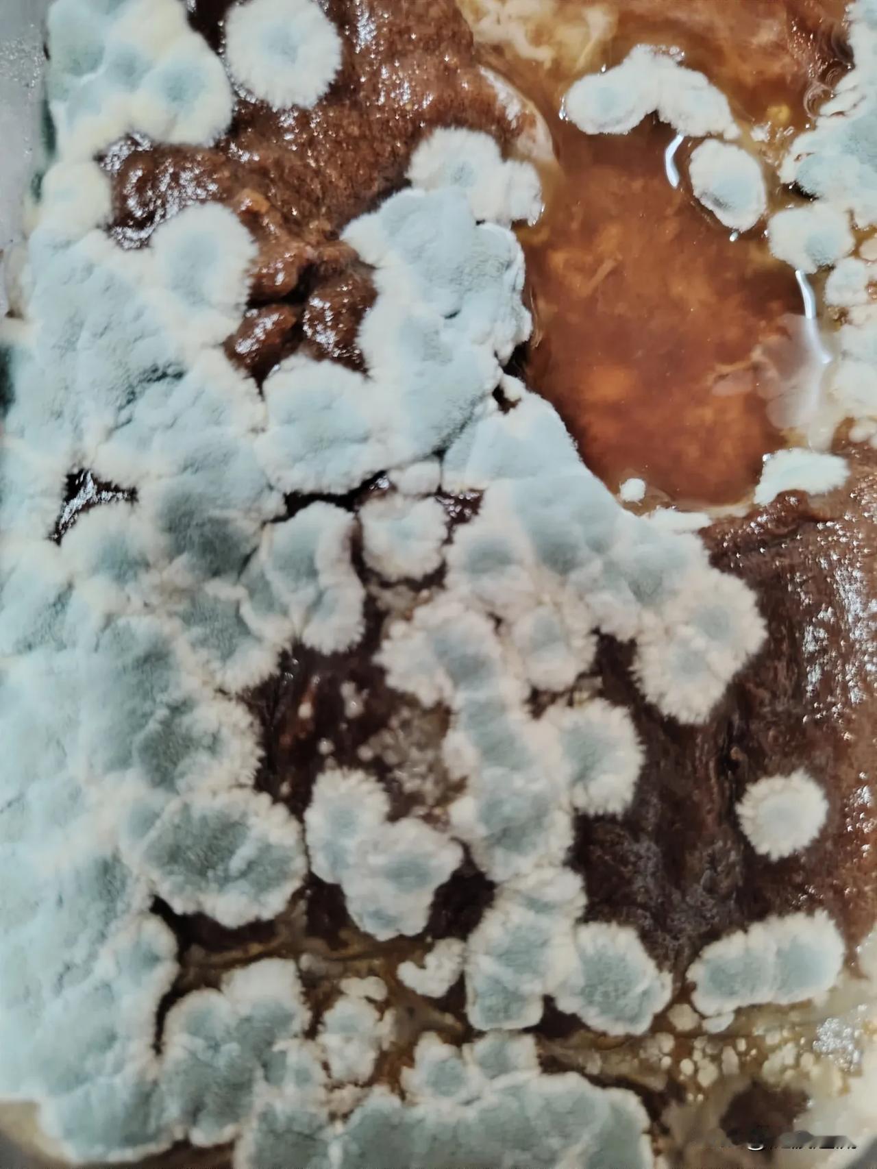 做的山楂糕放冰箱里，今天一看开花了，这是什么花？怪好看的。