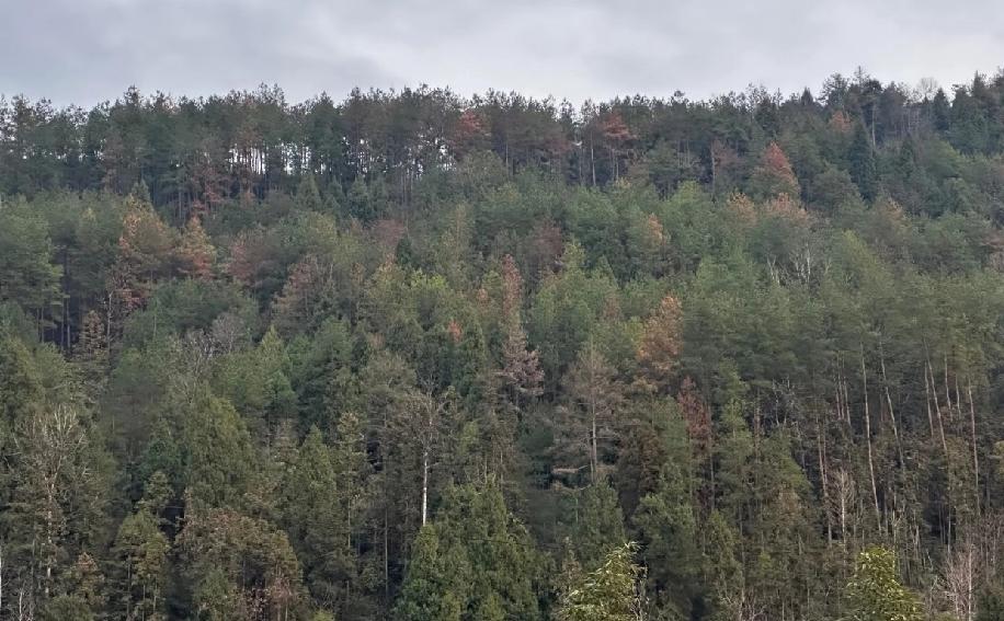 春节回了趟湖南老家，发现了个特别让人揪心的事儿，松线虫在老家这边已经开始大面积扩
