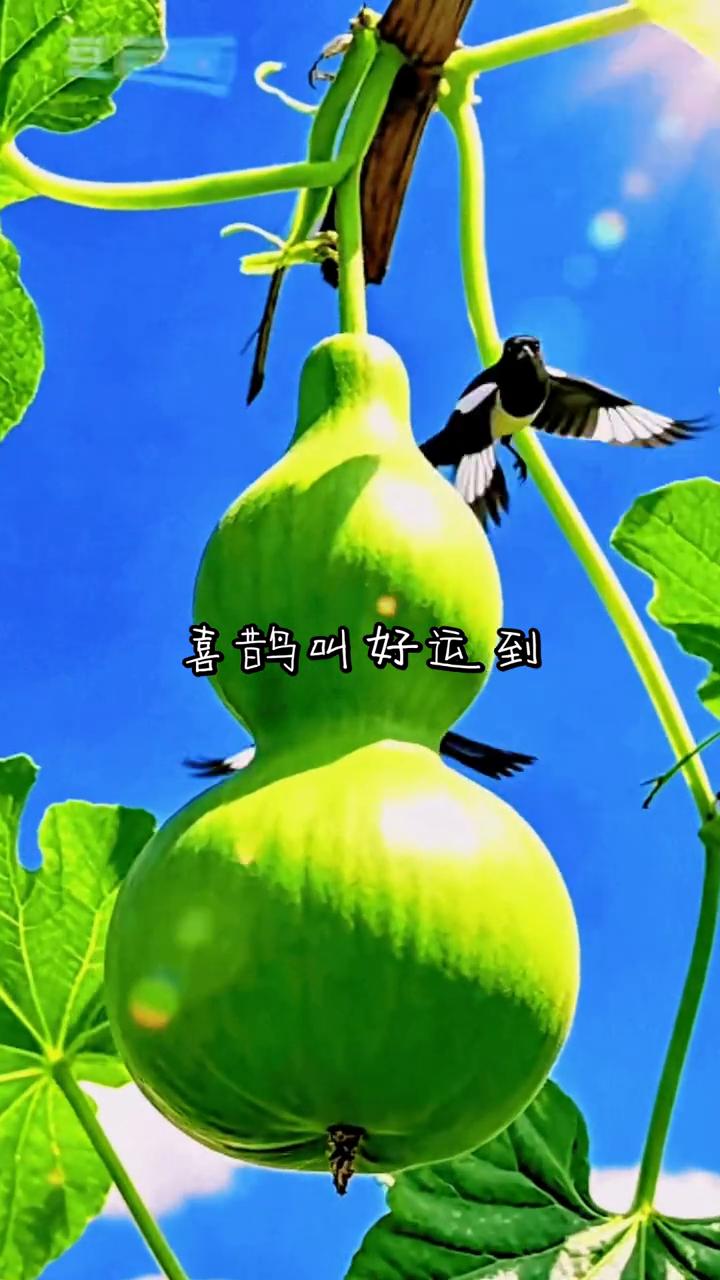 喜鹊叫好运到。