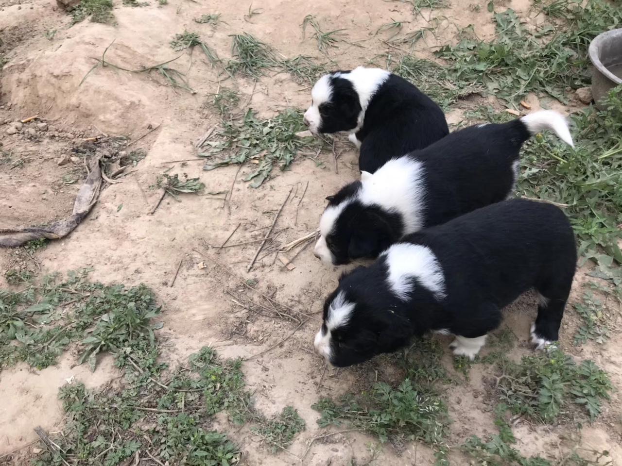 工资还没发，没钱吸烟，
只好出售可爱的小熊🐻猫。
师友们有需要的没？！