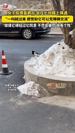 笑不活了！近日新疆，女子上班时发现有只喜鹊经常在公司附近飞舞觅食，女子就时不时的
