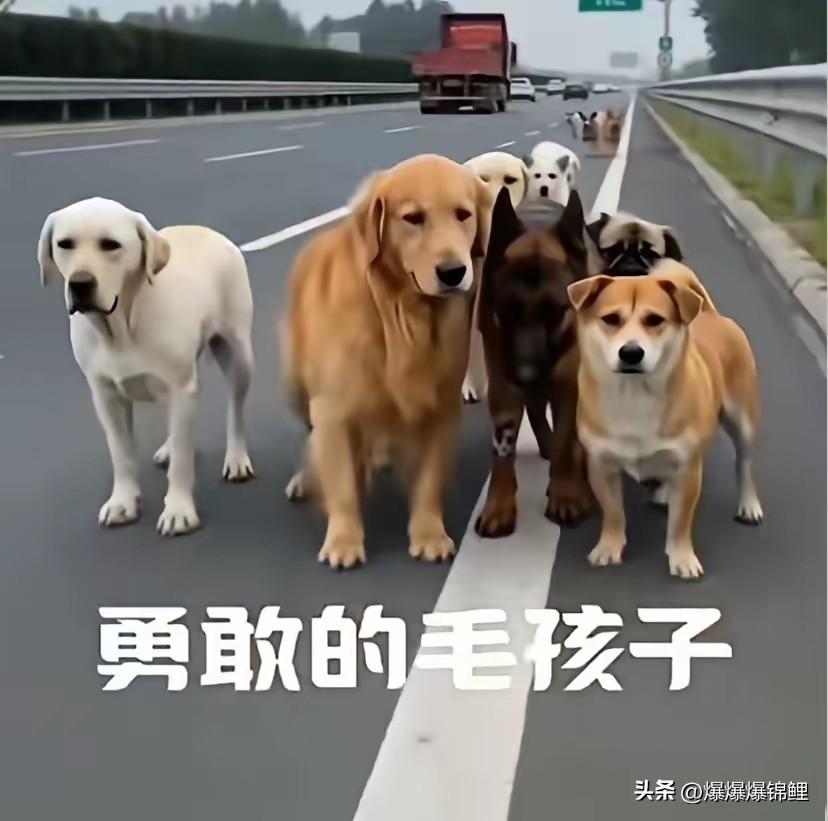 长春快速路上的那一幕，直接把我看懵了。

车流滚滚里，几只狗围成一个圈，死死护着
