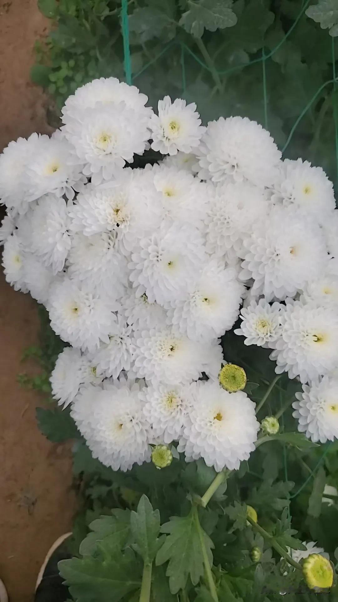 秋天真是美好的季节。
菊花盛开，姹紫嫣红，五彩斑斓。
各种颜色，各种造型，漫步其