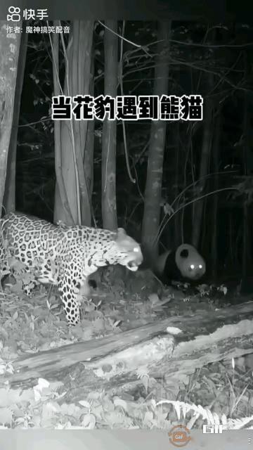 大熊猫是吃素的，花豹是吃荤的，这两个在一起遭遇，本以为花豹会大显神威，能够全面碾