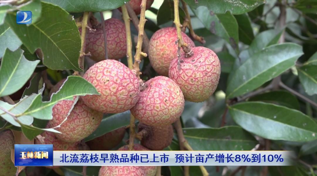 【盼望着，盼望着！北流荔枝抢“鲜”上市啦！】
北流市3000多亩早熟荔枝“桂花香
