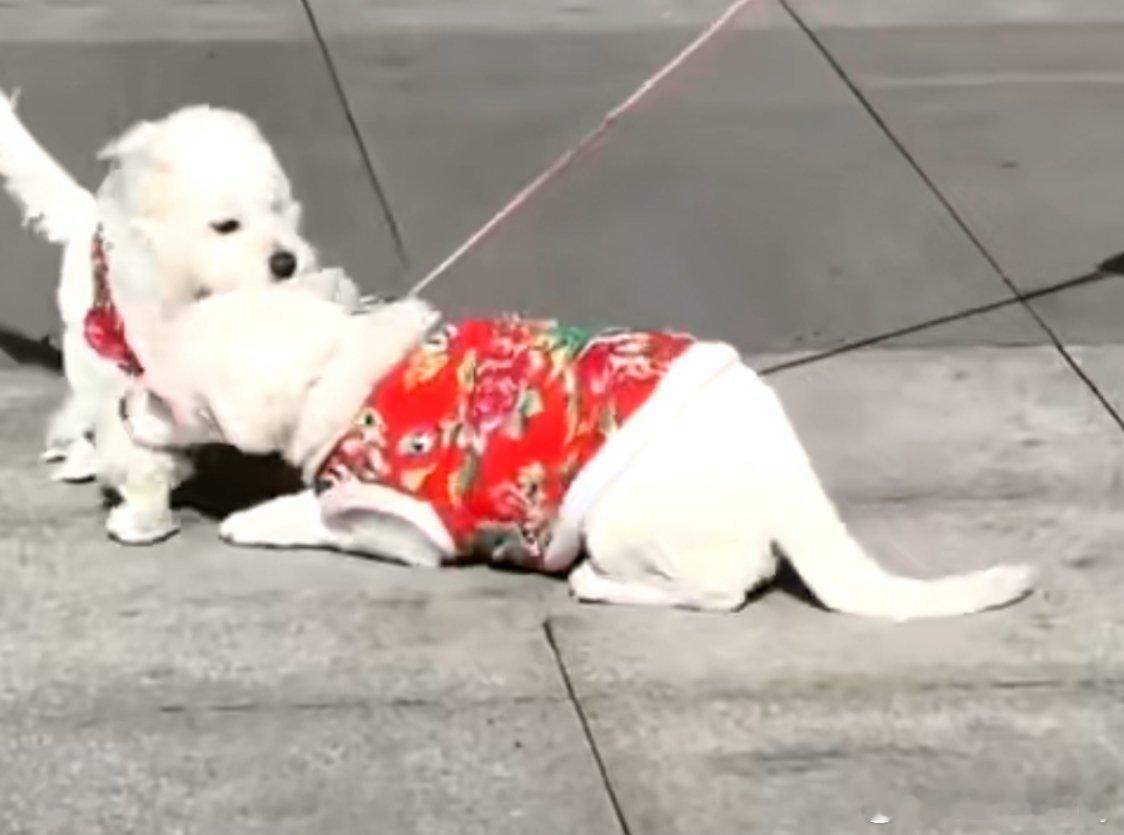 第一批回村的狗已经开始撞衫了 我家人都没买衣服，狗子必须第一个添新衣宠物们穿上新