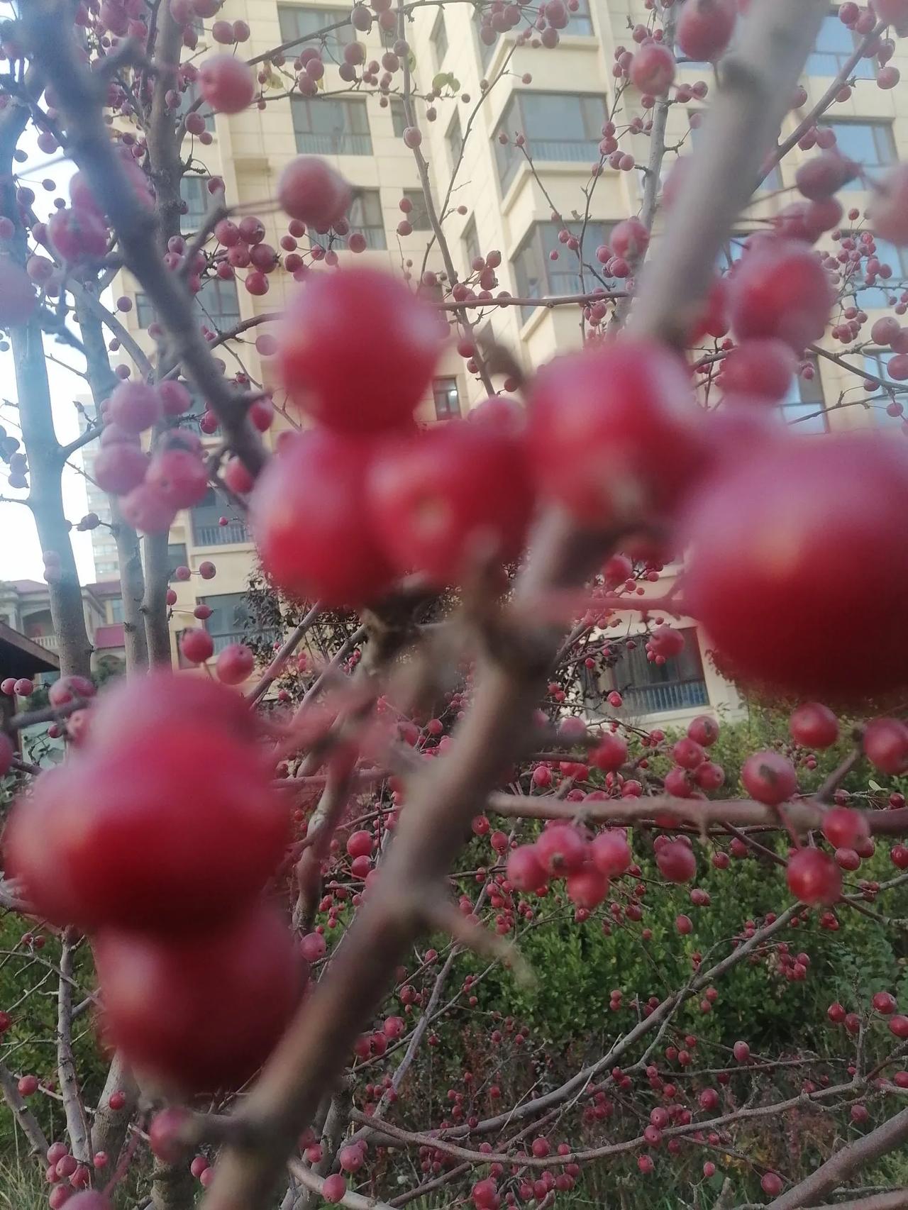 #散步和跑步你更喜欢哪个运动?#
鹧鸪天
散步
生命是在于运动。
空气清新又新鲜