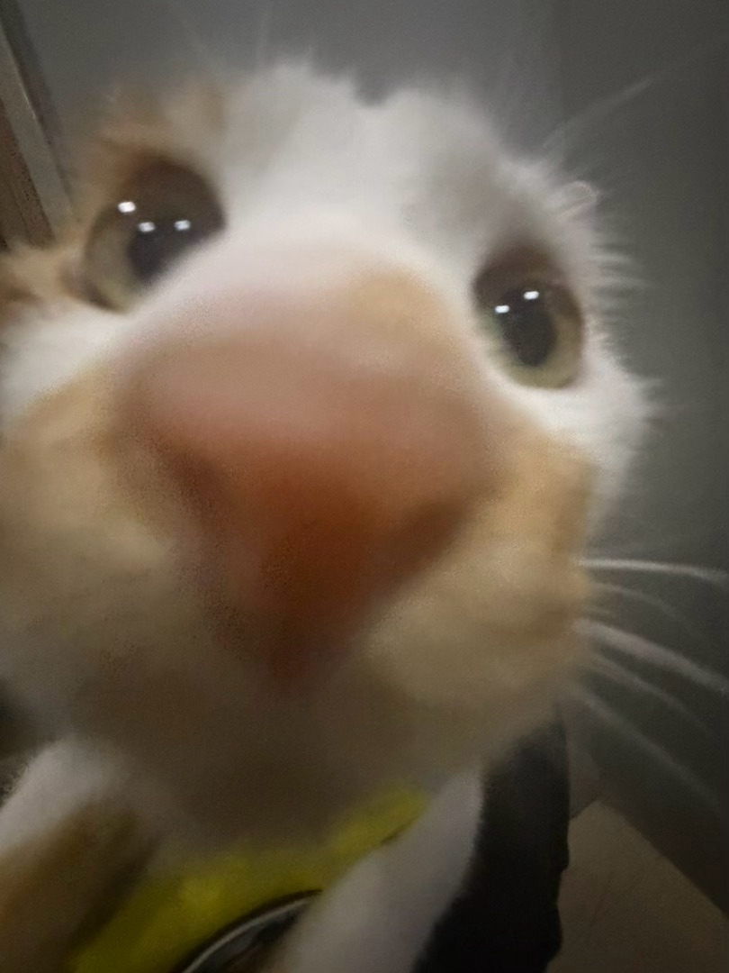 我是全世界最会拍小猫咪萌照的人！ 