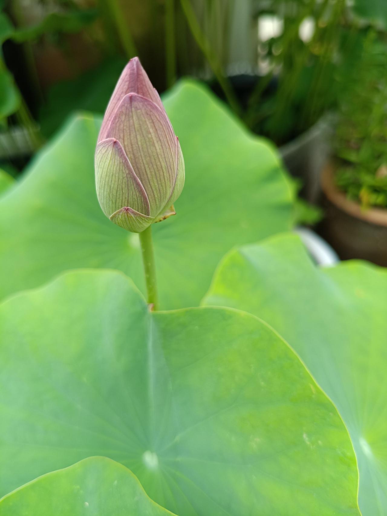 寿命与家族遗传是否有关系?
寿命与家族遗传绝对有关系，而且还是寿命长短的主要因素
