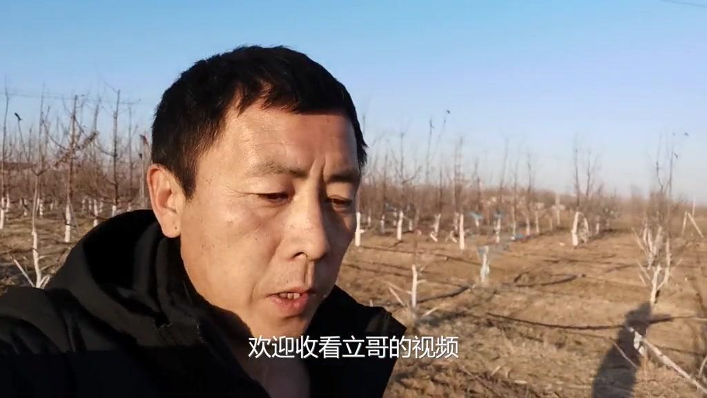 春季旋耕对樱桃树伤害大吗？在春季樱桃树迎来生长季，它的毛细根主要分布在地表10-