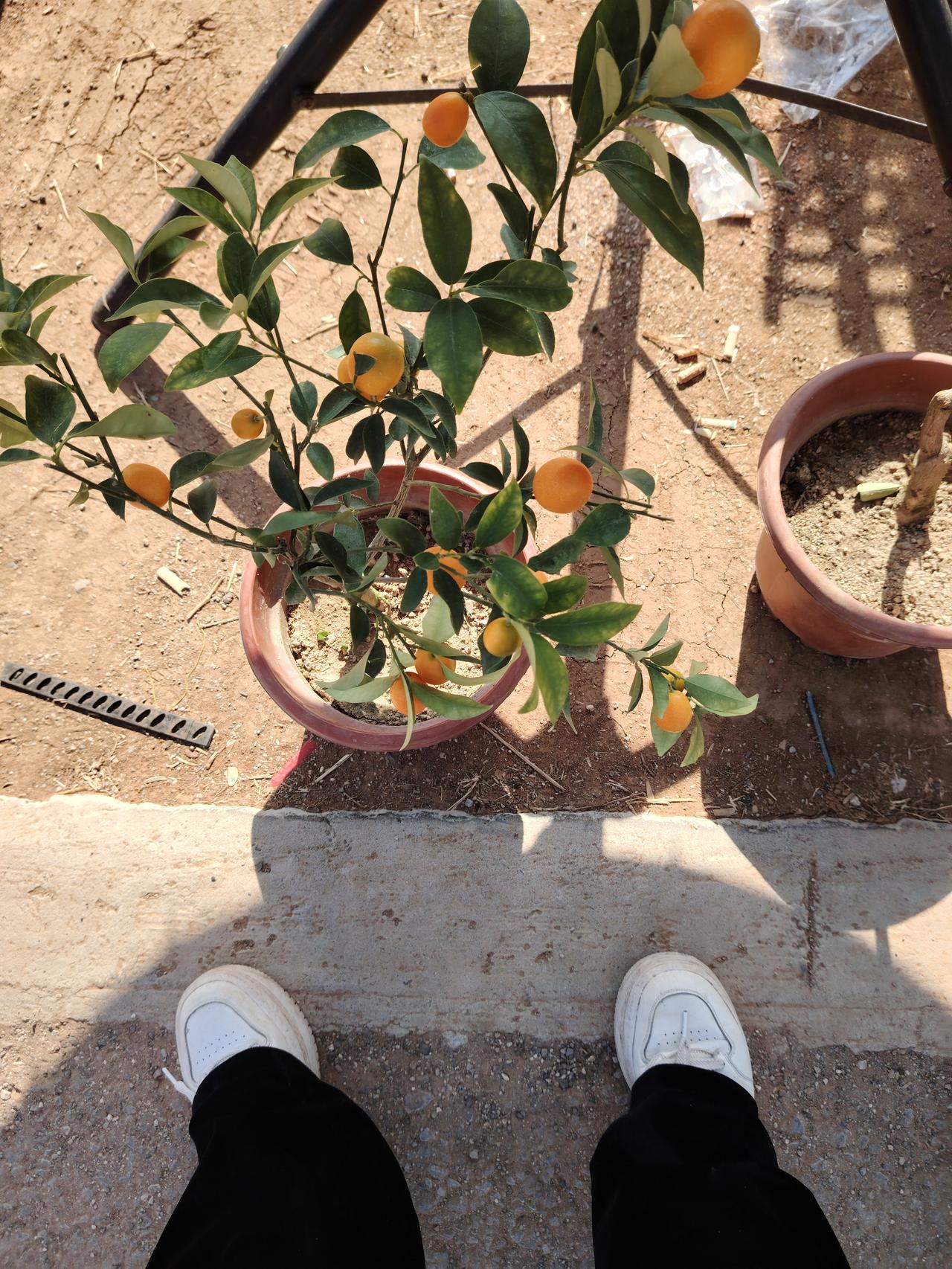 春日生活打卡季 阳光下的盆栽橘子树，生机勃勃，充满希望。