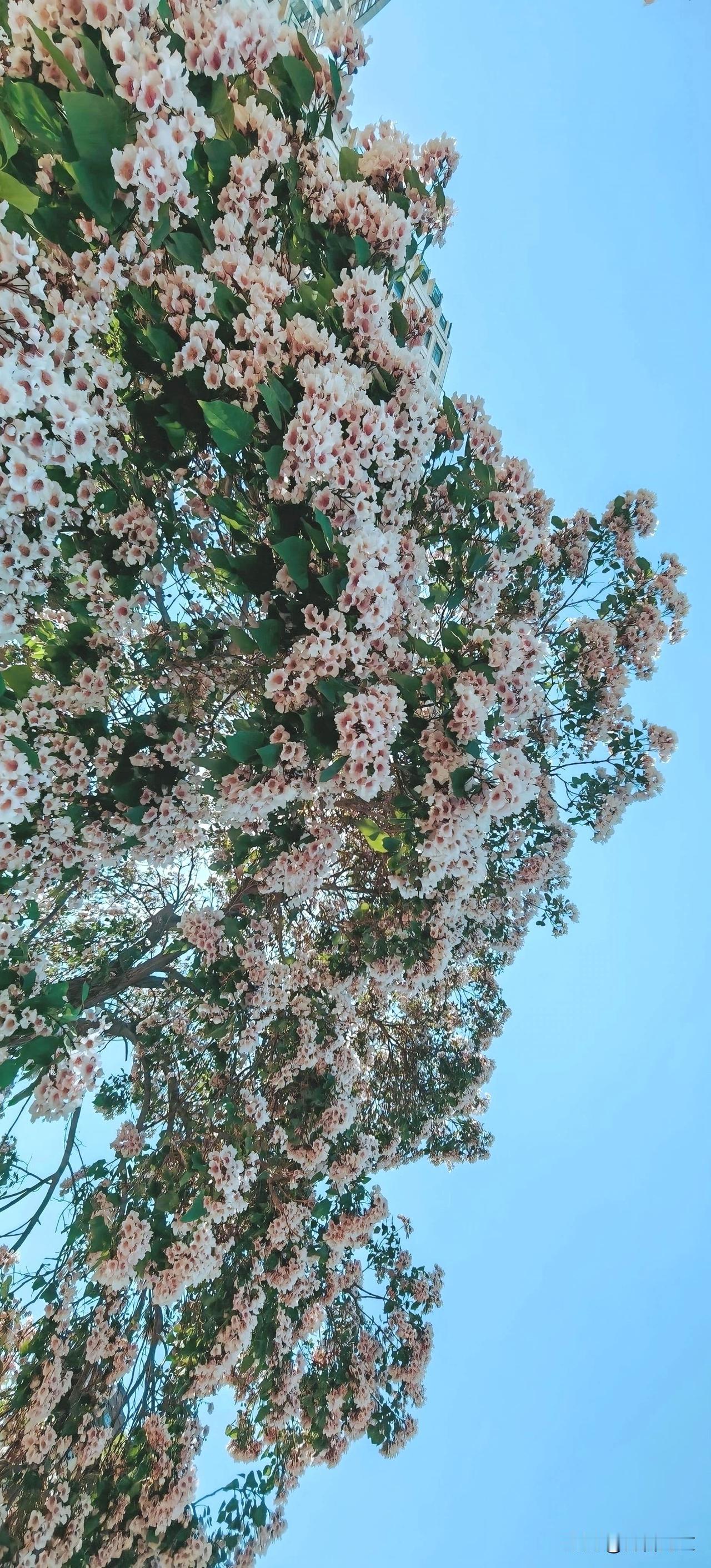 初夏的楸树花在天空中争艳开放