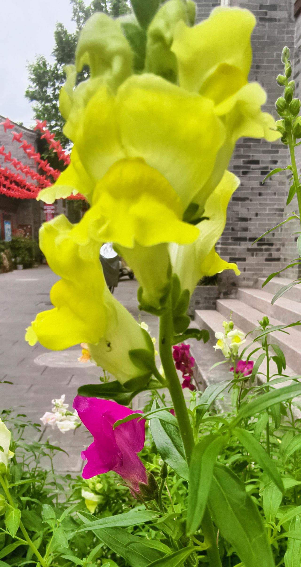 花自开，我自赏，风自来 花瑞人祥 遇景看景，见花赏花