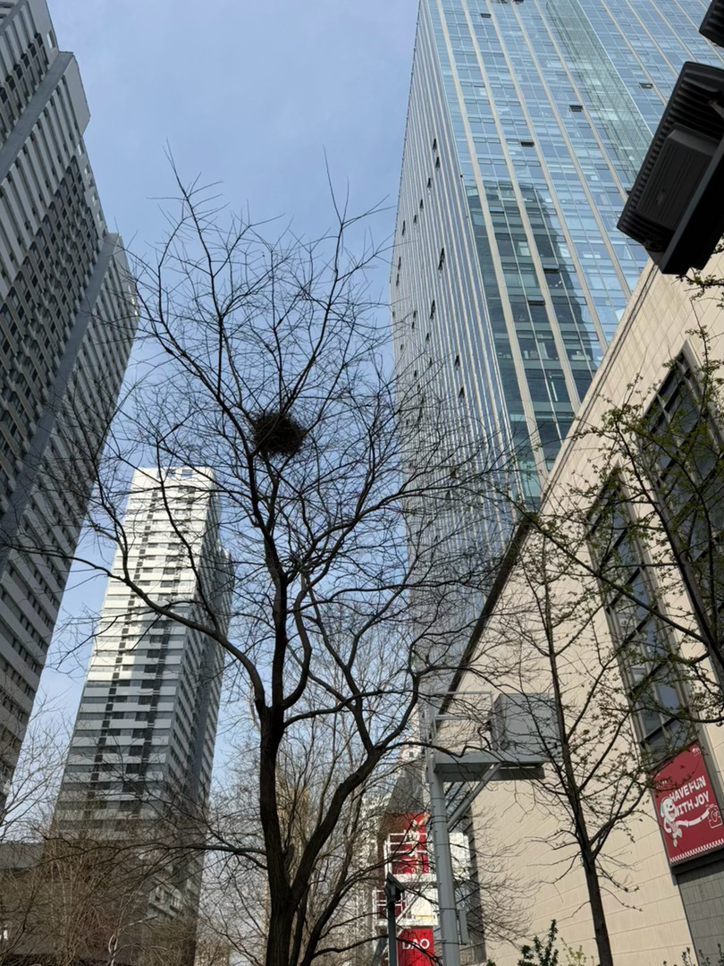 小时候，我总想如果能像鸟一样，住在树上多好 所以现在总是选择高层住或者工作