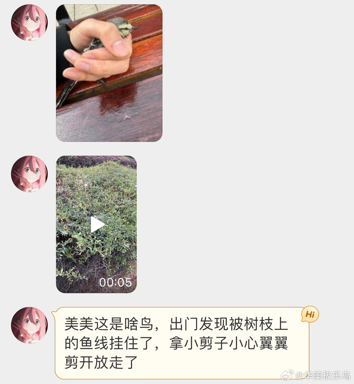 #鸟粉投稿# 被鱼线缠住的【白鹡jí鸰líng】还好被小天才即使发现并解救了下来