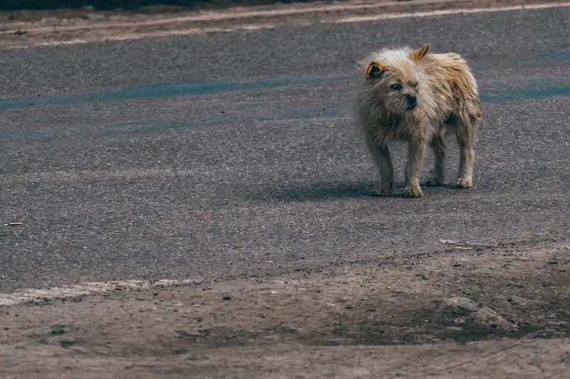 这能算“献爱心”吗？
当人们遭遇困境时，大家纷纷伸出援手给予资助，这便是“献爱心
