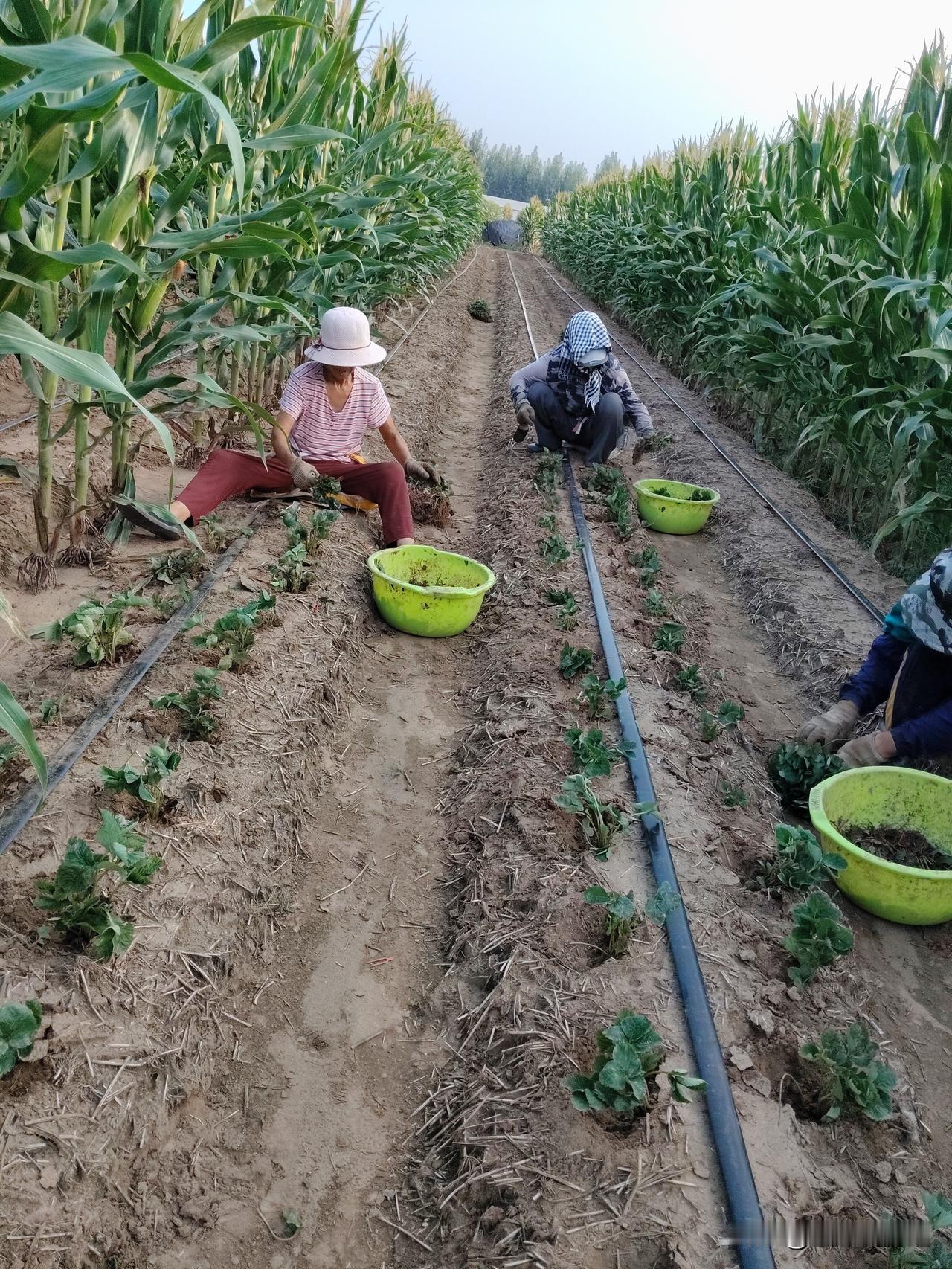 今天终于退休了，终于不用在每年交15700元了，好想休息休息。但每月1700元的