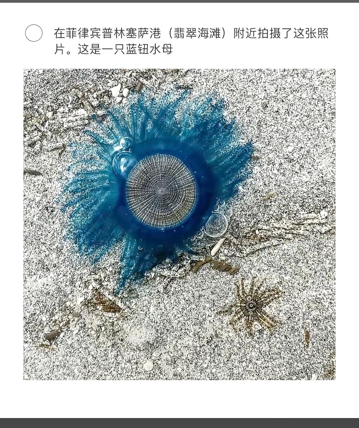 在菲律宾翡翠海滩发现的一只蓝钮水母，惊艳了整个海滩！🌊🐙