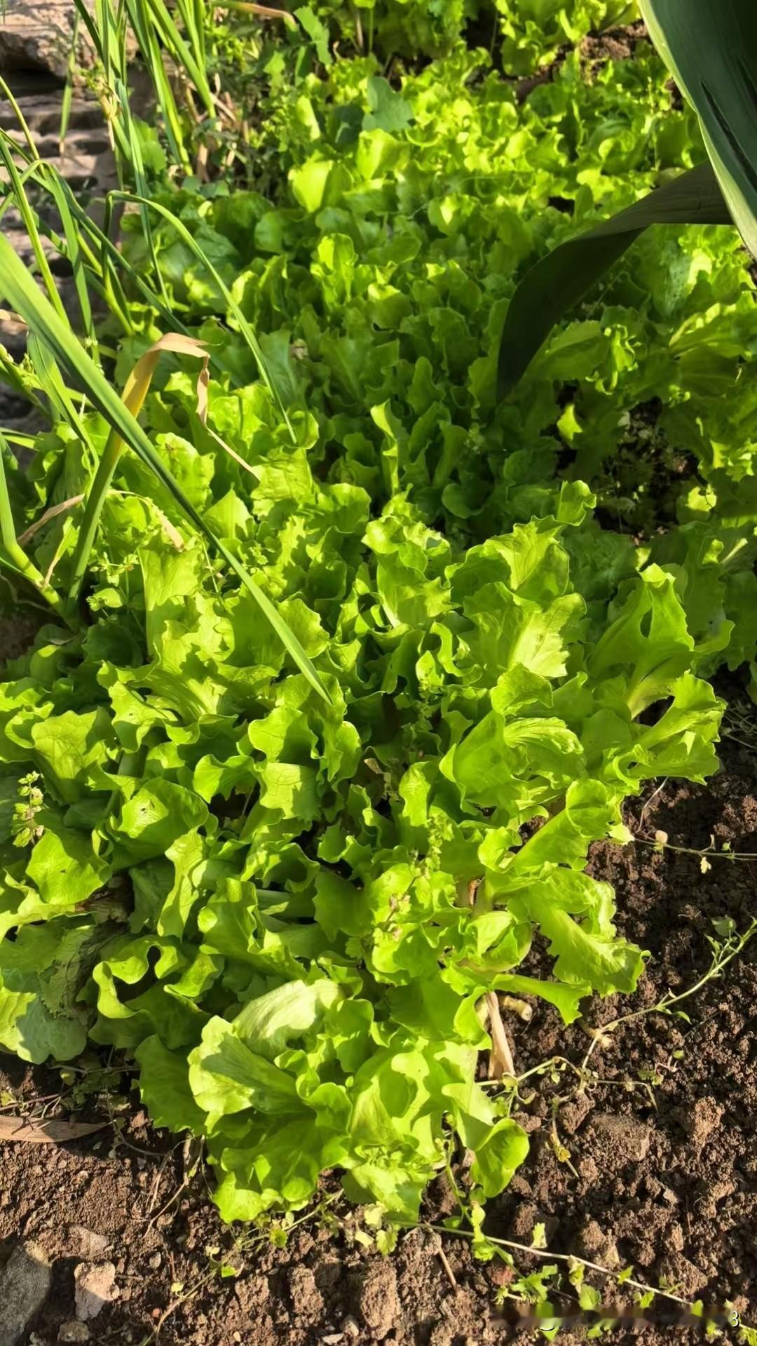 我在小花园最拐角处种了一小片生菜，偷偷种的，因为我晚餐常常水煮肉或虾仁，需要搭配