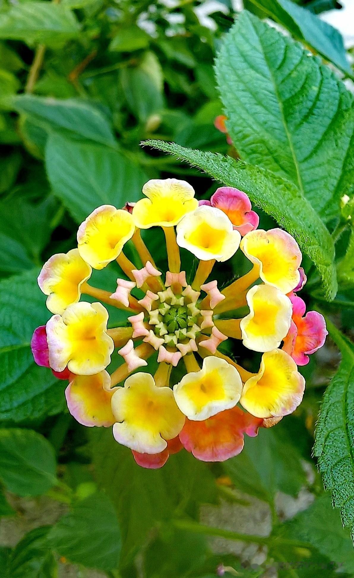 [玫瑰][玫瑰]五彩缤纷的花花绽放在绿叶之间，这画面很美，太养眼了。
这些花花就