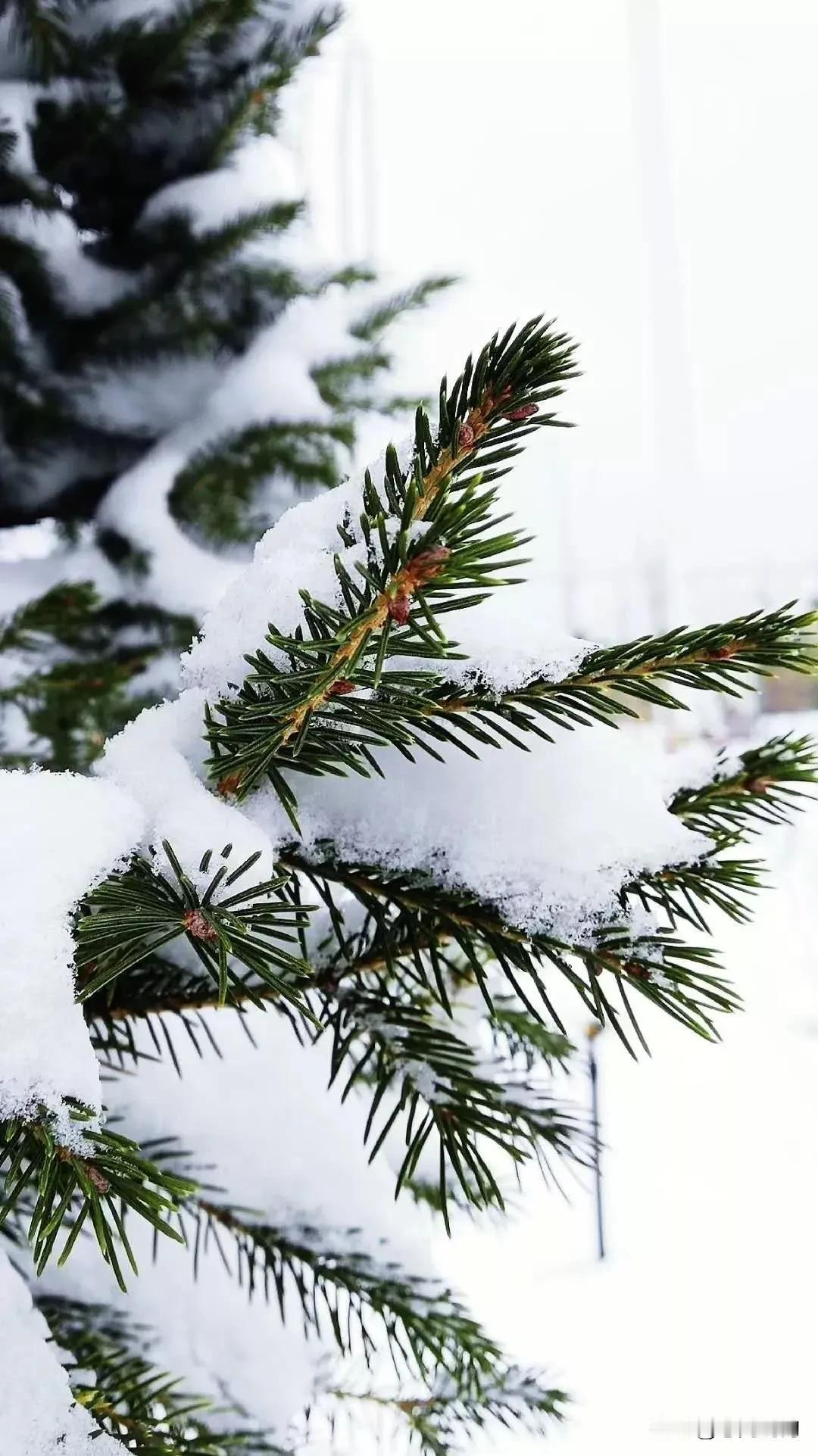 雪中松树，静待春天的到来。一月寒尽，说声再见，二月春生，问句你好。天寒冷至极，熙