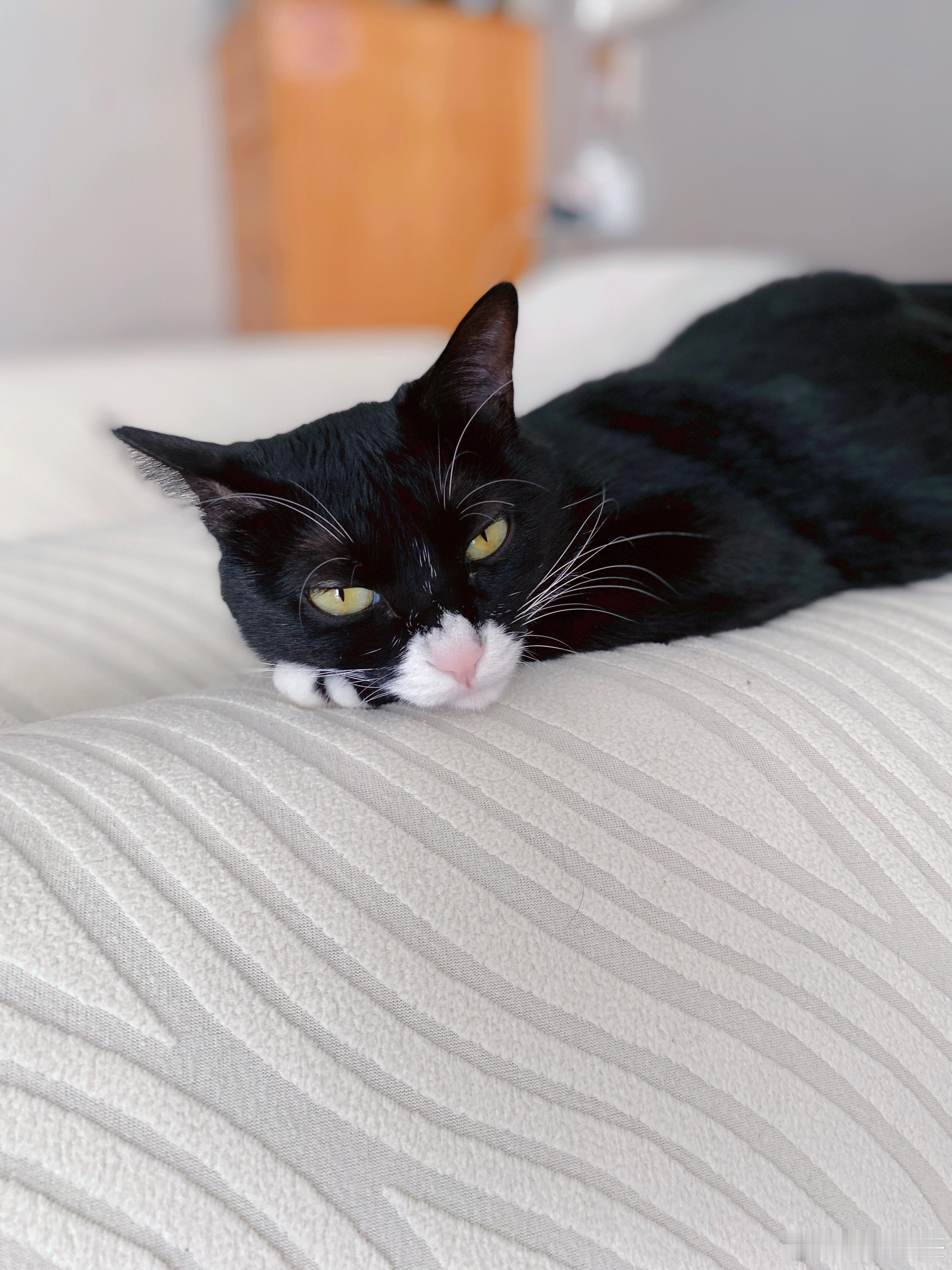 好像是的哎，也只有女猫才这么斯文地睡觉有些猫一看就是小女孩
