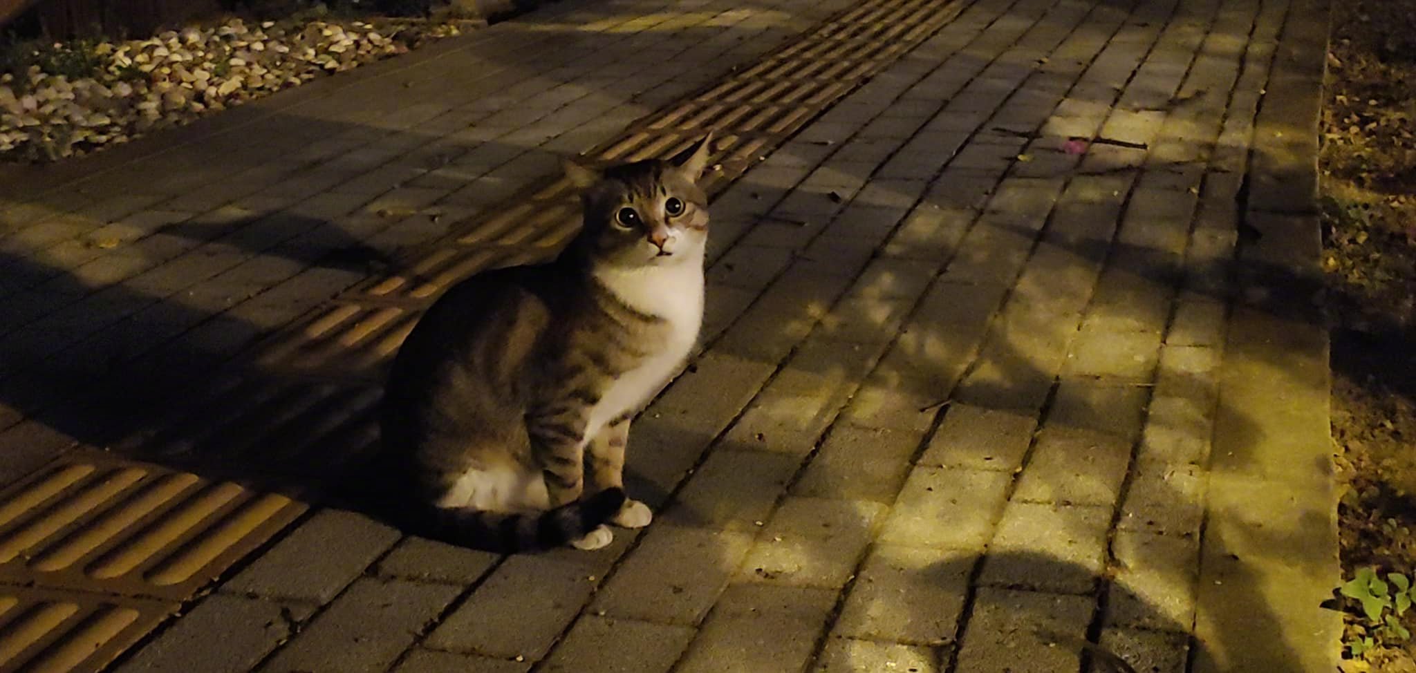 拍主路上偶遇...