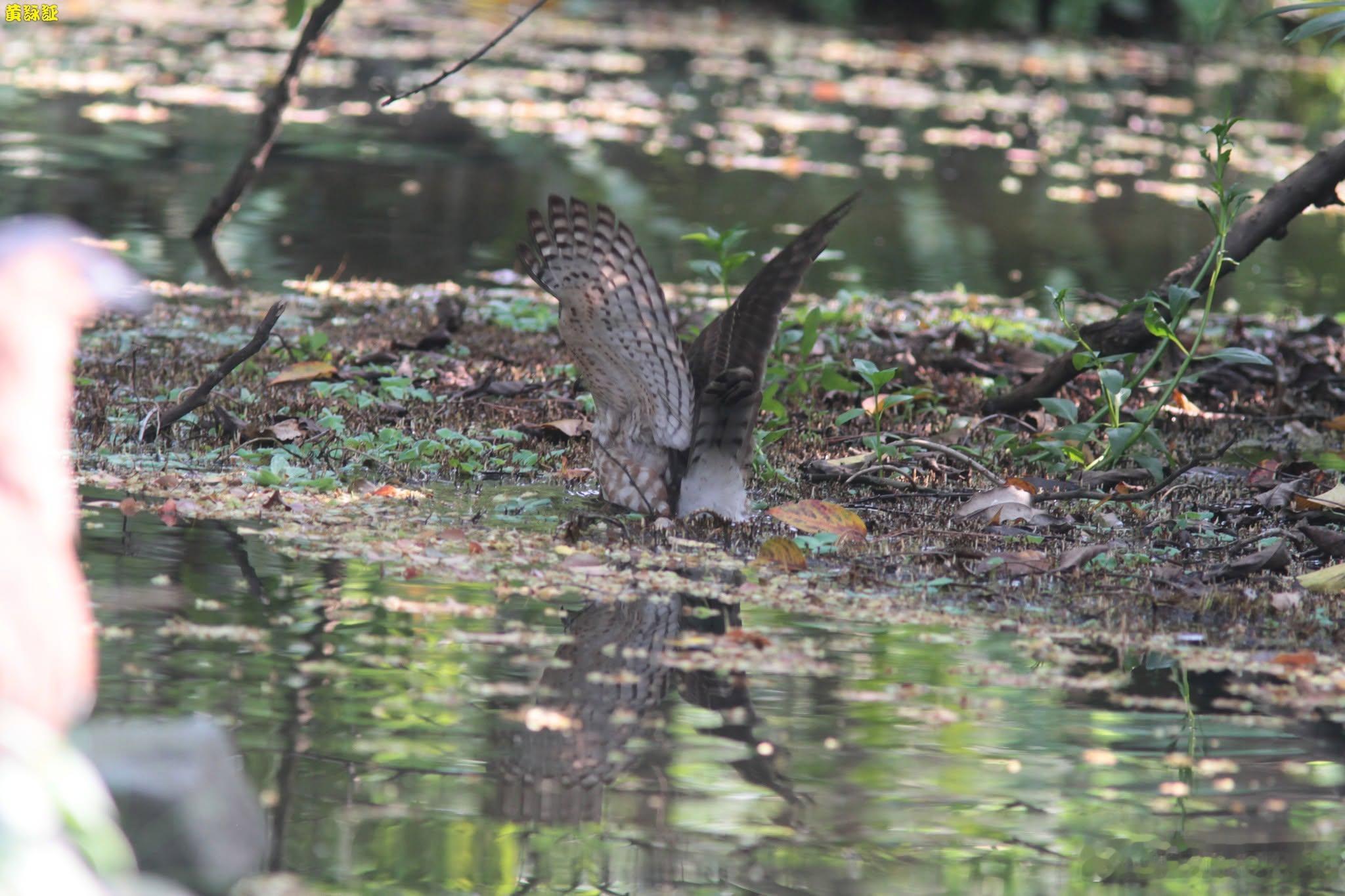20260712，早安Accipiter trivirgatus formosa