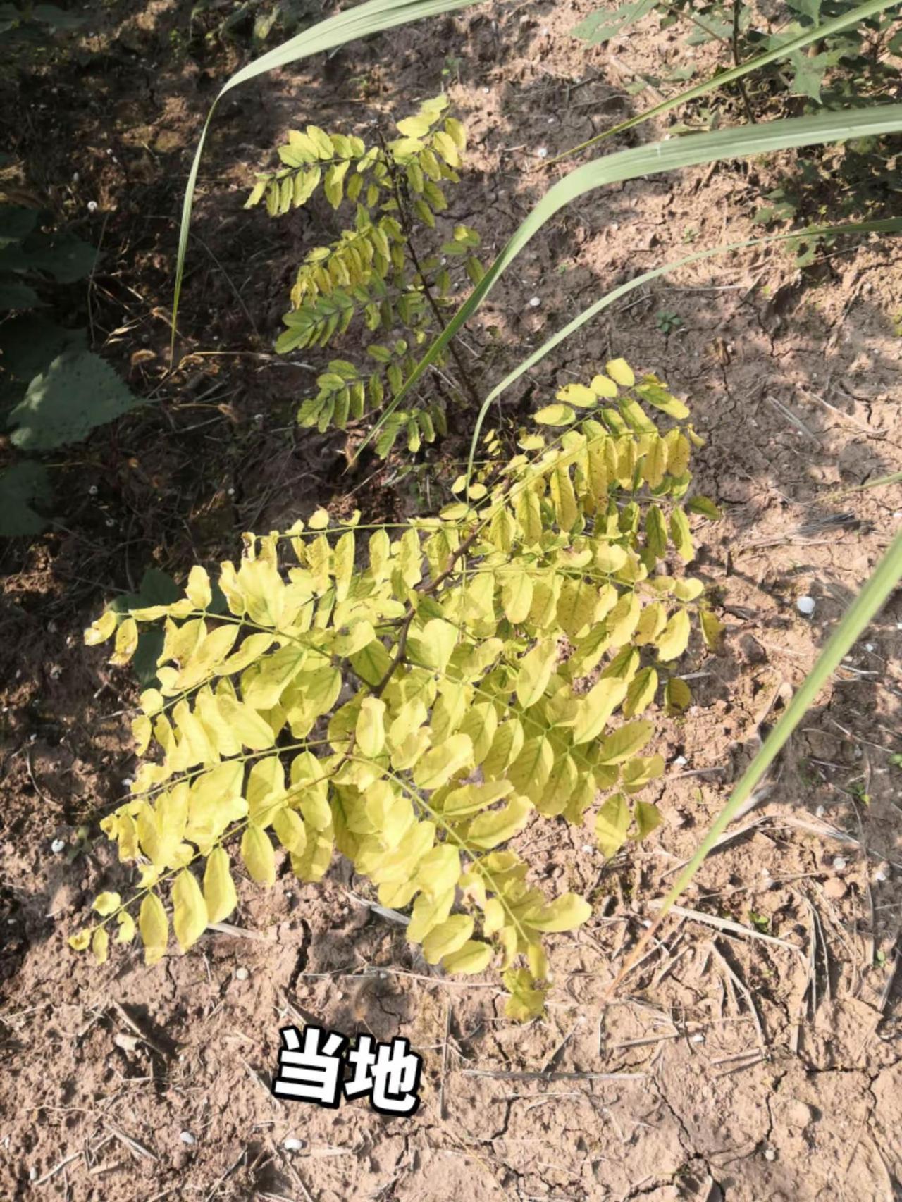 我的农村生活 农村生活日常 纪录美好生活 乡村的生活 记录我的生活