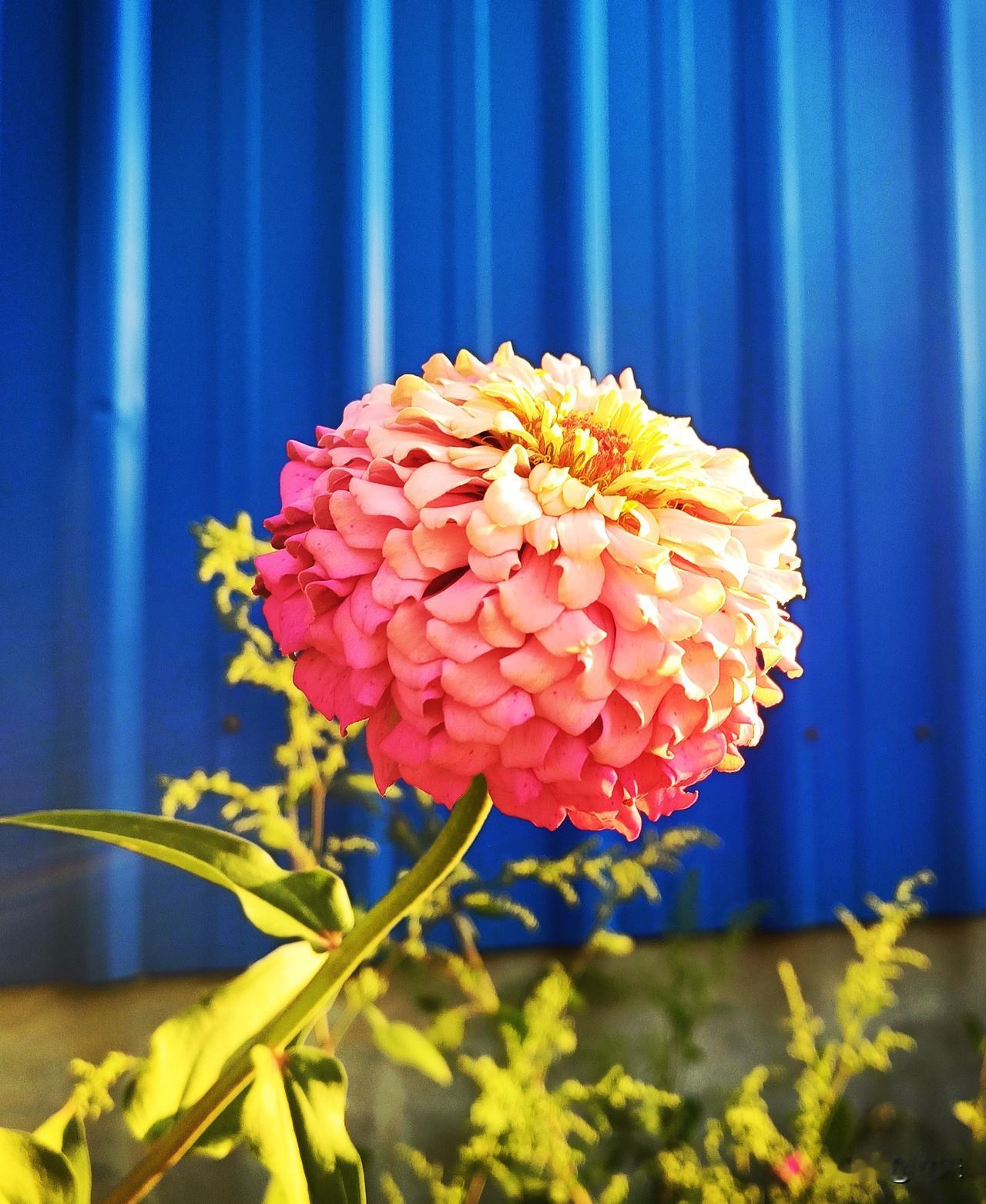 百日菊的种类？
你问我答
我妈妈种的百日菊，各种颜色的都有，而且花的形状也不一样