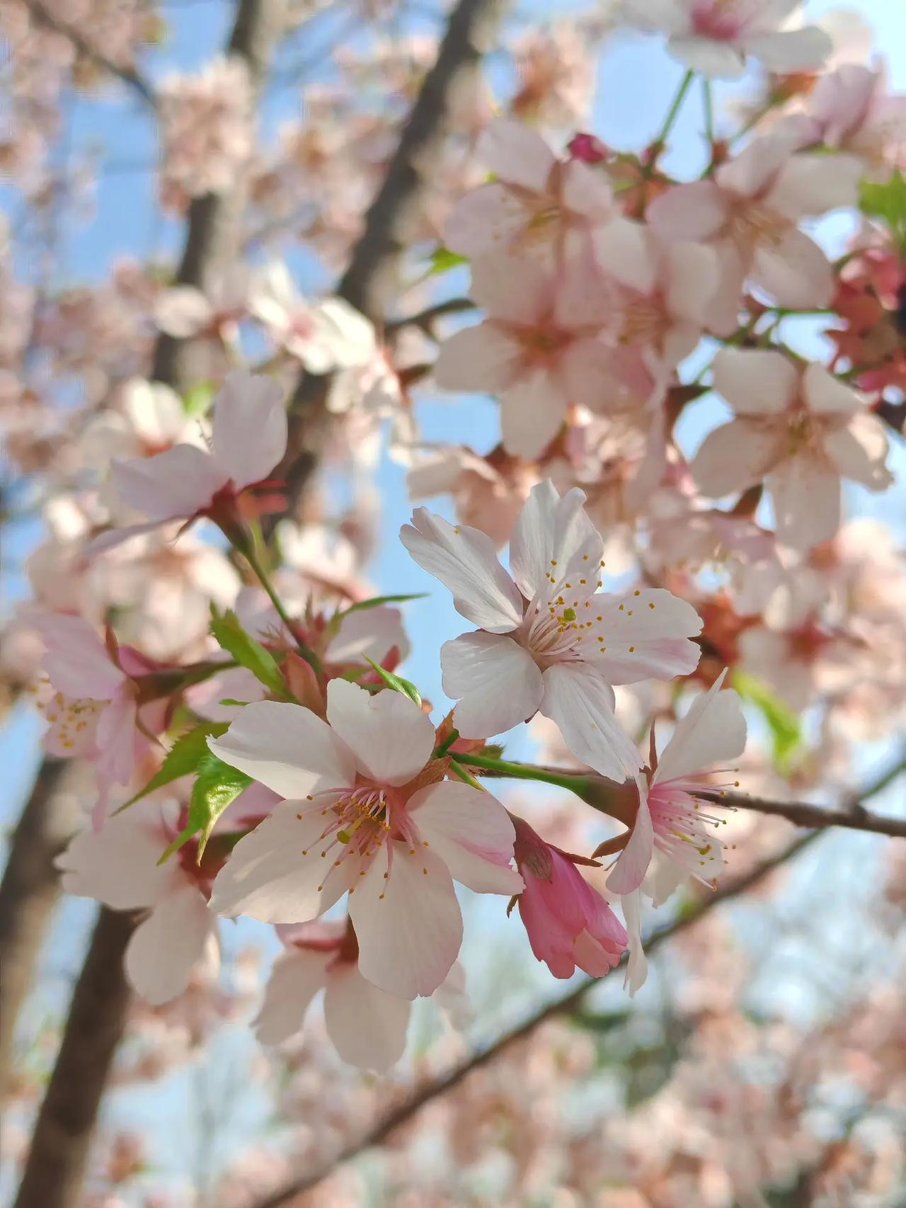春风拂过，樱花如雪飘落❄️。一树繁花，是春天写给大地的情书💌。 赏樱花的季节 