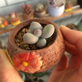 沈悠爱谈影视剧