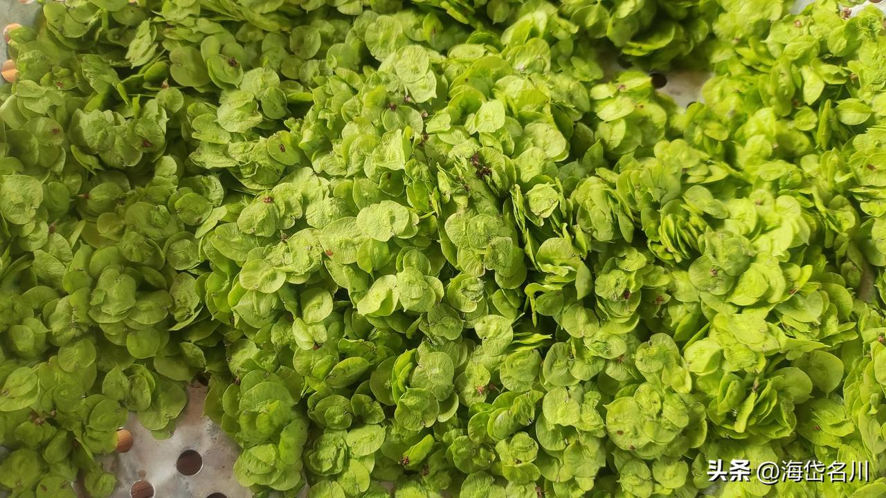 又到了撸榆钱的时候了,煎榆钱坨子的味道还记得吗