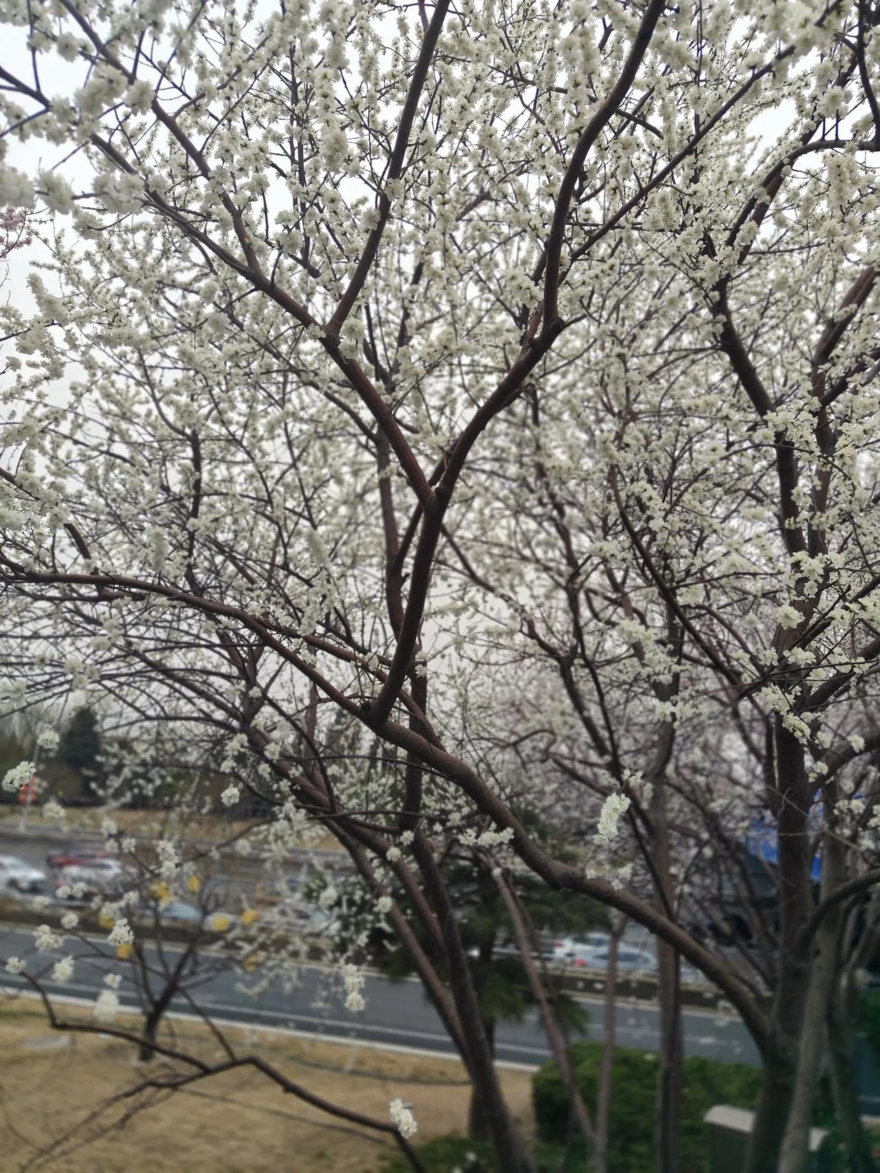 阜成路地铁出来，过个小马路就到了。花开绚烂。